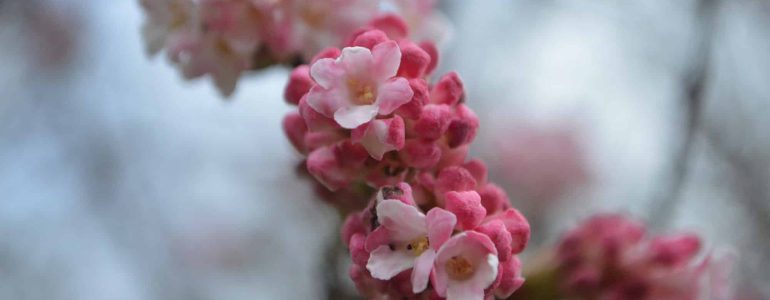 Winter flowers